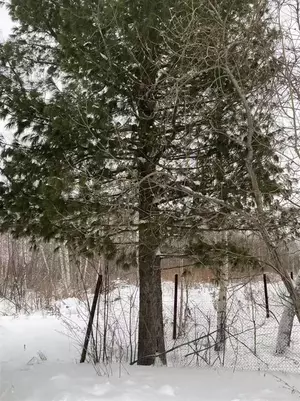 Фото к объявлению #22244143