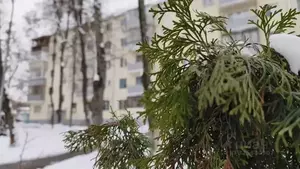 Фото к объявлению #22255754