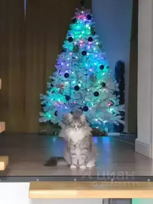 Фото к объявлению #21927667