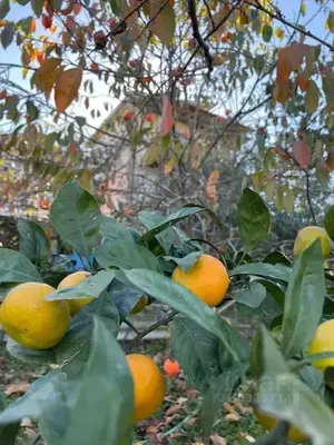 Фото к объявлению #20105273