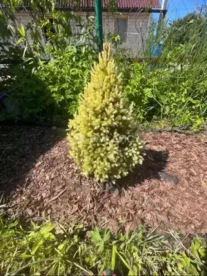 Фото к объявлению #22195834