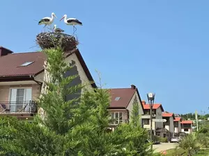 Фото к объявлению #22201680