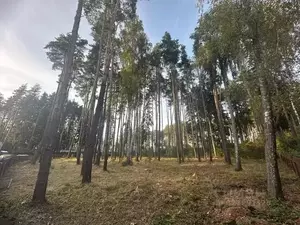 Фото к объявлению #22184363