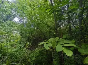 Фото к объявлению #22159156