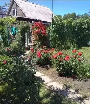 Фото к объявлению #20238587