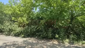 Фото к объявлению #22209774