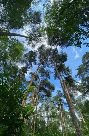 Фото к объявлению #22139735