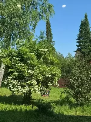 Фото к объявлению #22247981