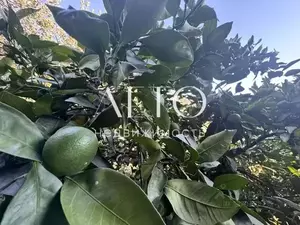 Фото к объявлению #22191944