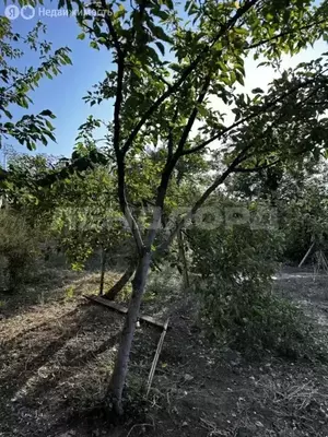 Фото к объявлению #21246073