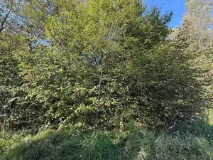 Фото к объявлению #22213267