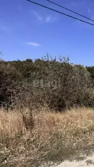 Фото к объявлению #22259819