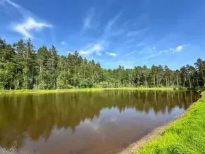 Фото к объявлению #21703806