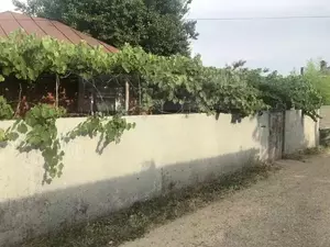 Фото к объявлению #22261505