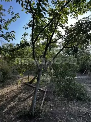 Фото к объявлению #21292937