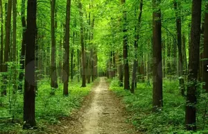 Фото к объявлению #22077455