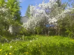 Фото к объявлению #20518620