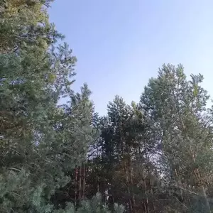 Фото к объявлению #22032370