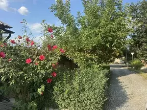 Фото к объявлению #22284269