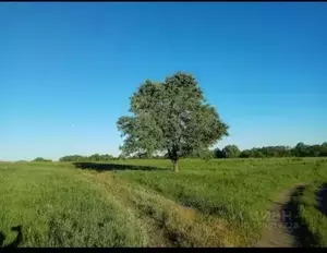 Фото к объявлению #20090235