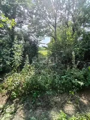 Фото к объявлению #20496232