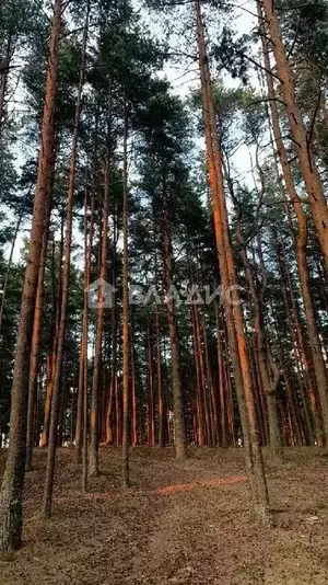Фото к объявлению #21962263