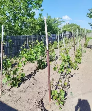 Фото к объявлению #22106371