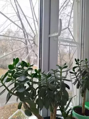 Фото к объявлению #21564999