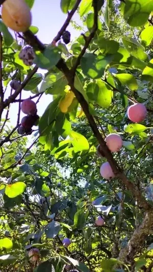 Фото к объявлению #22270907