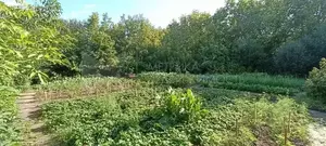 Фото к объявлению #22267254