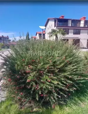 Фото к объявлению #20664264