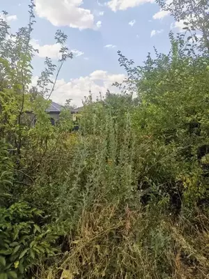 Фото к объявлению #22209678