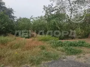 Фото к объявлению #22192306